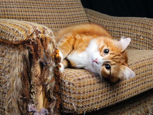 Škrábe vaše kočka po nábytku? Zde je 9 tipů, jak ji to odnaučit
