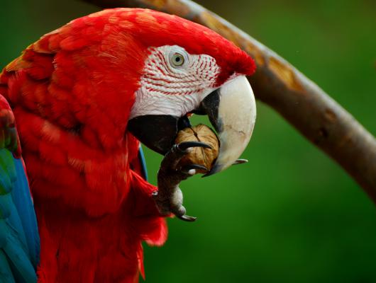 6 otázek, na které si odpovězte před tím, než si pořídíte papouška