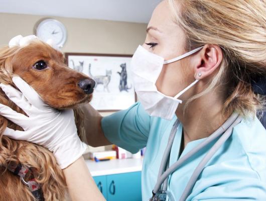 Návštěva veterináře: čím ho zaručeně vyvedete z míry?