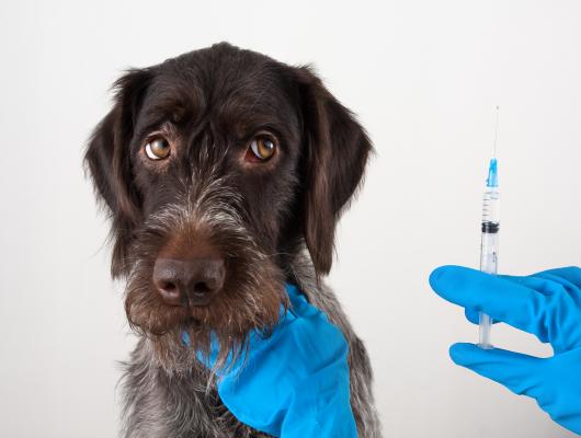 Očkování psů: jaká jsou povinná a doporučená očkování?