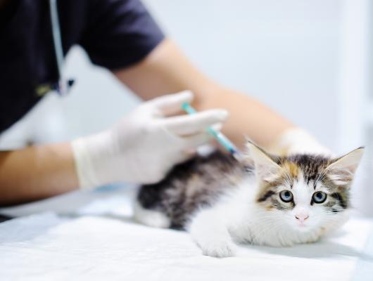 Očkování koček: základní doporučitelná a volitelná očkování
