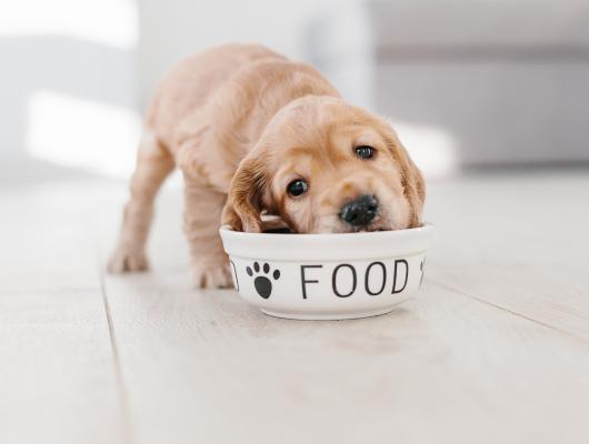 Potravinová alergie a intolerance u psů: příčiny, projevy a jak najít alergen