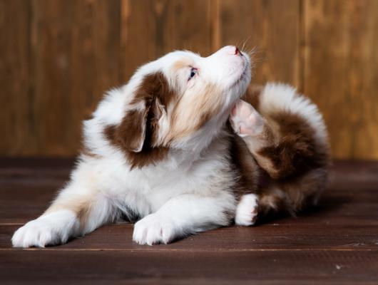 9 psích kožních problémů: jak je poznat a řešit