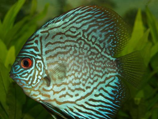 7 rad, jak nepřekrmit ryby v akváriu