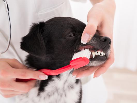 Stomatologické vyšetření psa: co se děje u psího zubaře