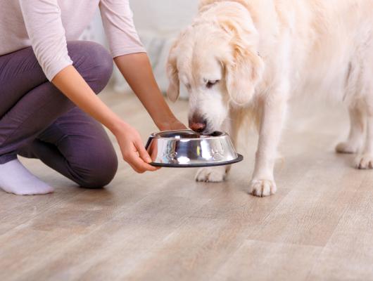 Specialistka Lucie Kůrová: Kvalitní krmivo pro psy poznáte podle složení, ne podle ceny, obalu či reklamy