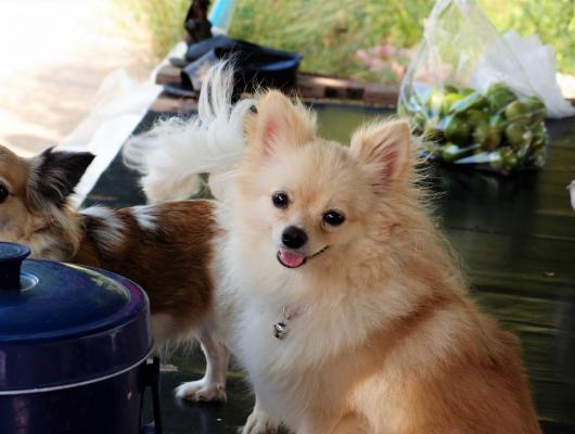 Domácí vařená strava pro psy: základní poučení