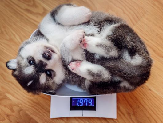 Jak krmit vařenou stravou psa s nadváhou? Základem jsou nízkotučné složky potravy