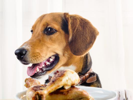 Vařená strava je pro psy lehce stravitelná, víte, čím ho krmíte, je ale potřeba doplňovat vitamíny, říká odbornice na výživu Eva Štercová