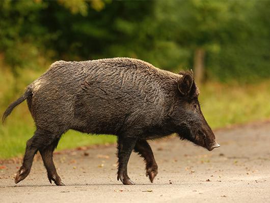 Pozor na silnici: srážka s divočákem je jako srážka s nosorožcem