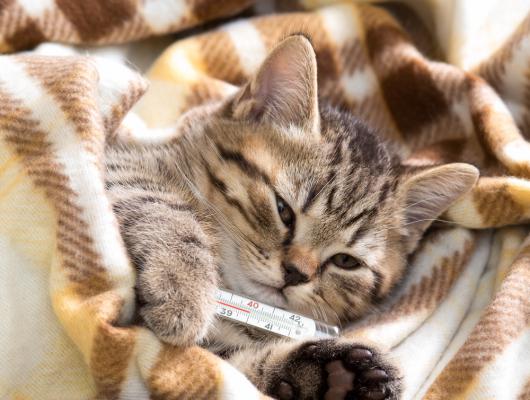 Kastrace kocoura: názor veterináře