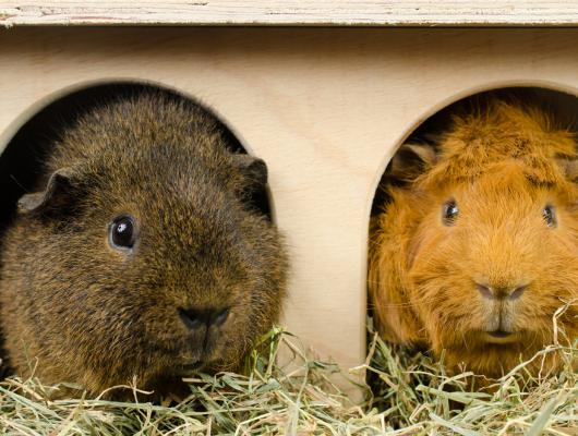 Vzájemné vztahy, řeč a projevy morčat