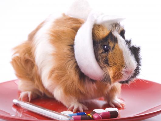 Zápal pysku: nedostatek vitamínu C u morčat