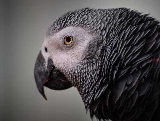 Ptačí řeč těla. Co se vám papoušek snaží říct svými křídly, ocasními pery a peřím