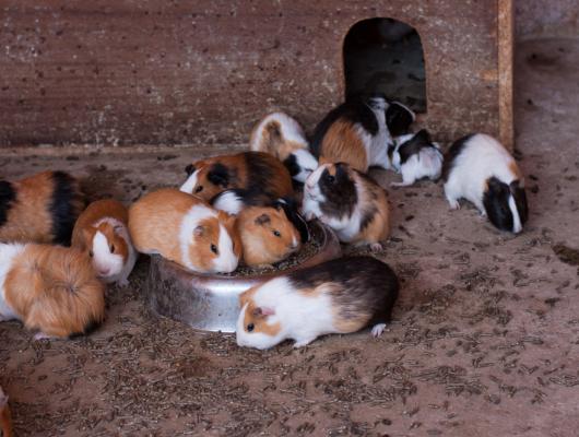 Ubytování morčat v zimě: jak pro ně přizpůsobit bydlení venku?