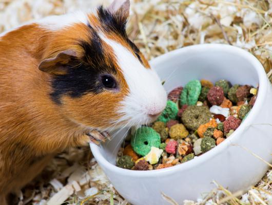 Rozmnožování morčat: březost, krmení a růst mláďat