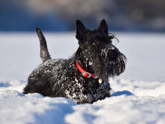7 věcí, které v zimě ovlivňují zdraví vašeho psa