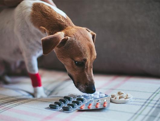 Paralen, Coldrex nebo Panadol pro kočku či psa? Ani to nezkoušejte!