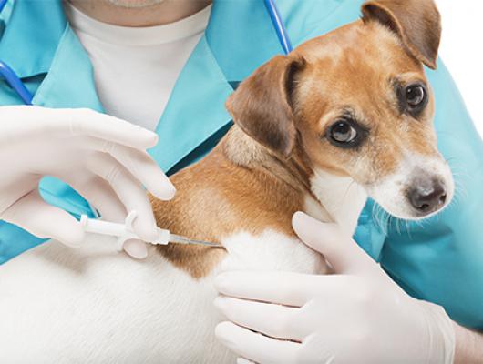 Čipování psů a koček. Věděli jste, že zvíře musíte ještě registrovat? Jinak ho nenajdete, když se ztratí