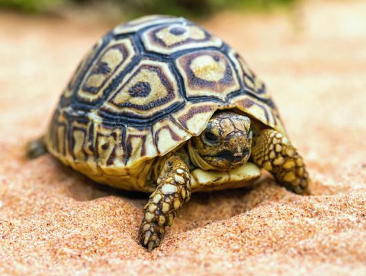 Suchozemská želva: správná péče o krunýř a mini úpravy deformací