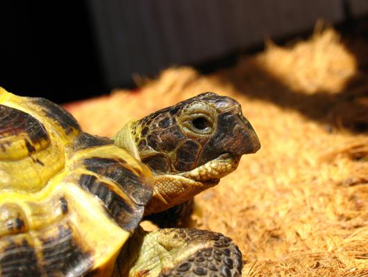 Suchozemská želva: 2 rady, jak zkrátit zobák a drápky