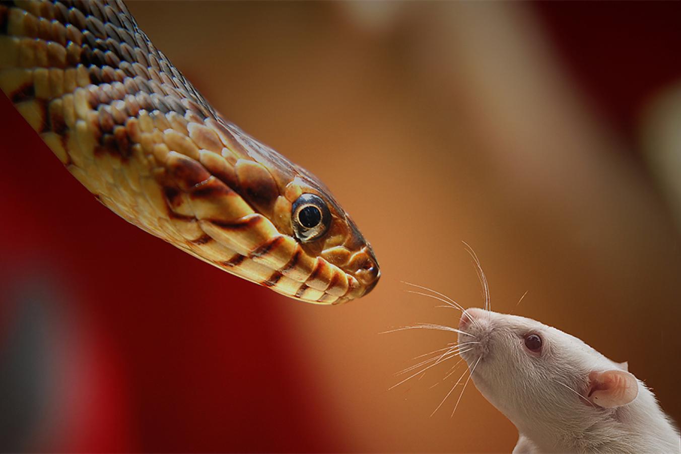 Крысиных змей
