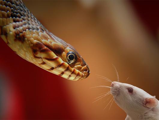 Krmení hada: když myš jako kořist zaútočí na predátora