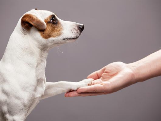 Psí tlapky v zimě: 6 způsobů, jak je ochránit, když mrzne až praští 