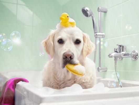 Koupání psa: 7 tipů, které vám pomohou lépe jej zvládnout