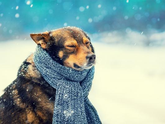 Kočky a psi v zimě: pozor na podchlazení a omrzliny!