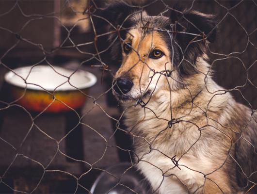 Štěně z množírny: 4 varovné signály, že původ pejska není v pořádku