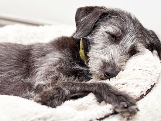 Náhlá smrt pejska. Co dělat a na co se připravit?