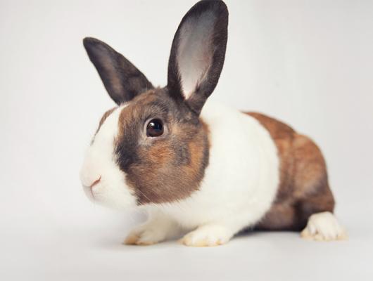 Tajná řeč těla vašeho králíčka: olizováním dává najevo, že vás má rád