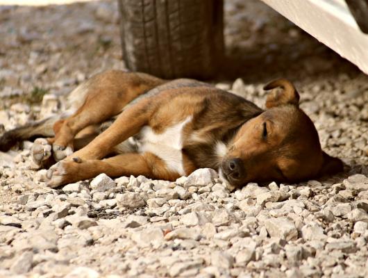 Srazili jste autem zvíře: 6 věcí, které vám pomohou situaci lépe zvládnout