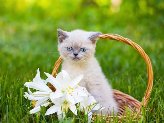 Krásná, ale jedovatá? Pro kočky jsou lilie vysoce toxické, dávejte si na ně pozor