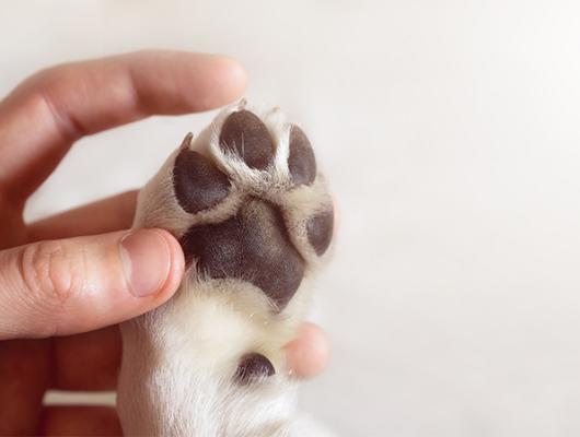 Tlapky vašeho pejska: podle stavu polštářků zjistíte jeho zdravotní stav