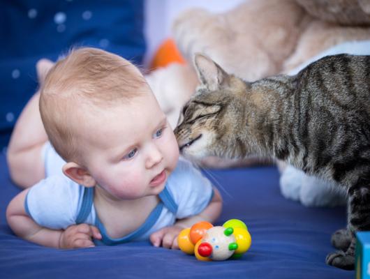 Kočka a miminko? Na nového člena rodiny ji připravujte předem