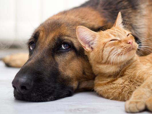 Nadýmání u psů a koček: co způsobuje zápach a jak to řešit