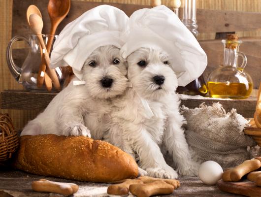 Domácí recepty na psí nemoci: 7 babských rad, které udělají vašemu pejskovi dobře