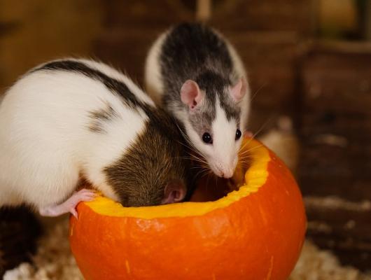 7 důvodů, proč jsou potkani a myšky skvělí mazlíčci