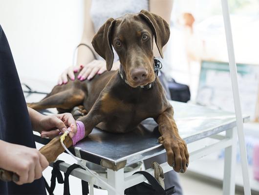Umělé sladidlo xylitol: psům dokáže přiotrávit život