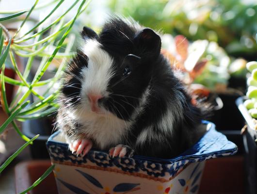 Morčata: nádory a onemocnění kůže a podkoží