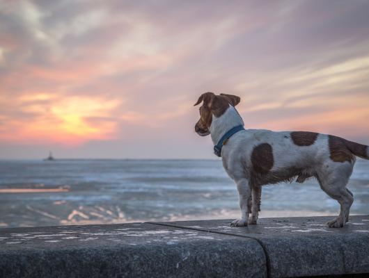 9 rad, jak najít ztraceného psa (bez paniky)