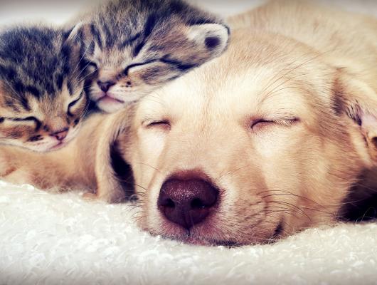 Akutní ledvinné selhání u psů a koček: pozor, můžete si ho splést se zažívacími potížemi
