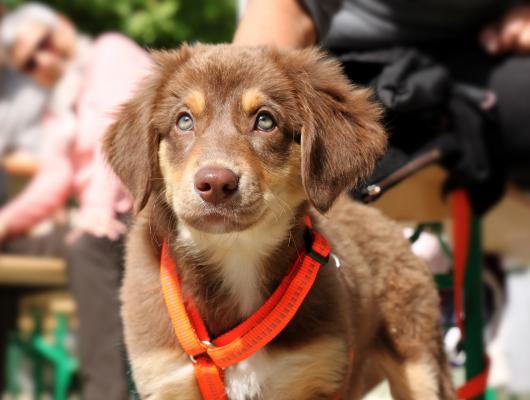 Obojek, nebo postroj? Taháním za obojek může mít pes vážné zdravotní následky