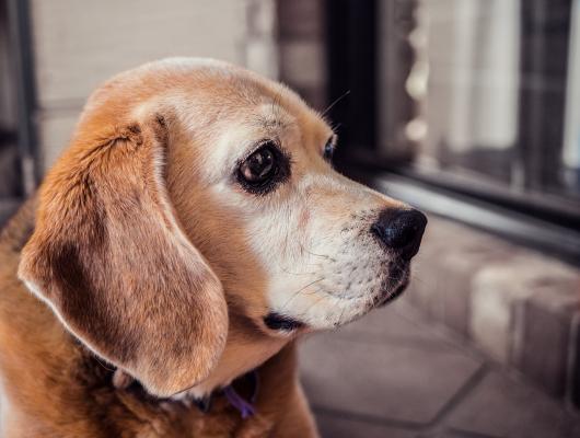 Jak zastavit průjem a zvracení u psa