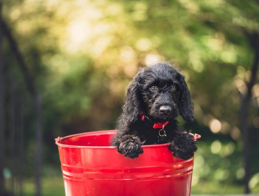 14 kosmetických produktů, které vašemu pejskovi mohou ublížit. Patří sem i houbičky na makeup a mýdlo