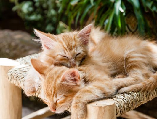 7 znaků lásky a oddaností vaší kočky