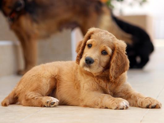 Koprofagie: 5 důvodů, proč pes pojídá výkaly