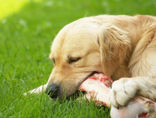 Pes a kosti: vařené a zvěřinové jsou životu nebezpečné